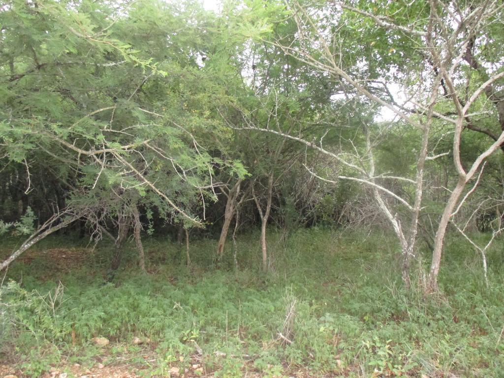 מרלות' פארק Royal Kruger Lodge מראה חיצוני תמונה
